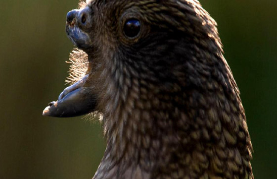 ببغاء صغير يلجأ لحيلة غريبة للتغلب على مشكلة منقاره المبتور! فيديو صورة رقم 4