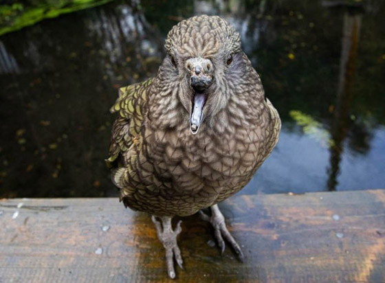 ببغاء صغير يلجأ لحيلة غريبة للتغلب على مشكلة منقاره المبتور! فيديو صورة رقم 5