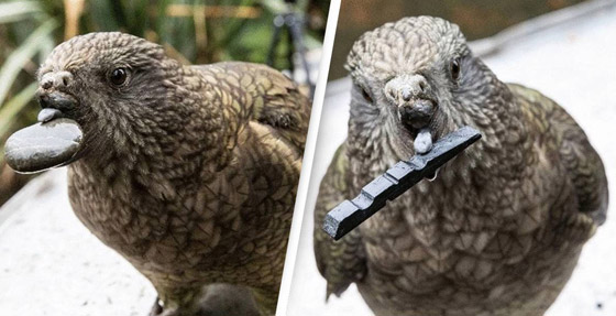 ببغاء صغير يلجأ لحيلة غريبة للتغلب على مشكلة منقاره المبتور! فيديو صورة رقم 6