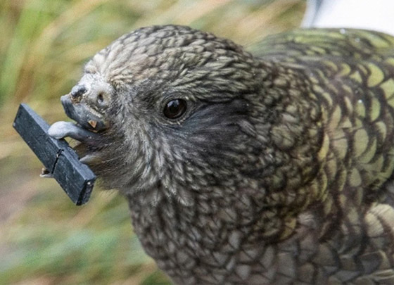 ببغاء صغير يلجأ لحيلة غريبة للتغلب على مشكلة منقاره المبتور! فيديو صورة رقم 7