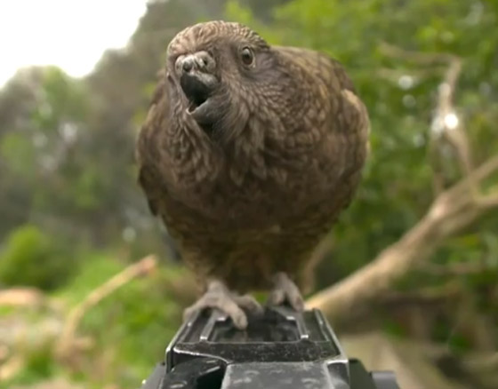 ببغاء صغير يلجأ لحيلة غريبة للتغلب على مشكلة منقاره المبتور! فيديو صورة رقم 8