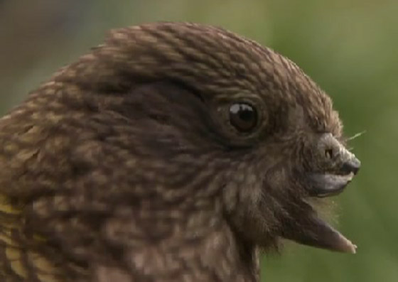 ببغاء صغير يلجأ لحيلة غريبة للتغلب على مشكلة منقاره المبتور! فيديو صورة رقم 9