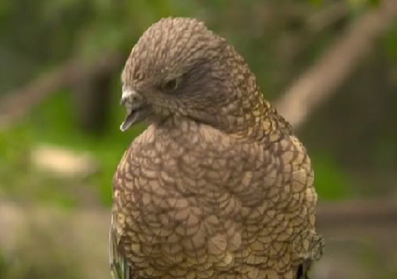 ببغاء صغير يلجأ لحيلة غريبة للتغلب على مشكلة منقاره المبتور! فيديو صورة رقم 10