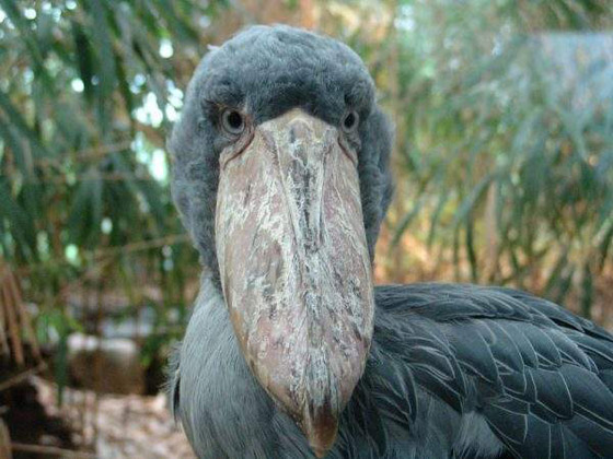 أبو قرن ذو الخوذة.. وأغرب الطيور في العالم صورة رقم 11