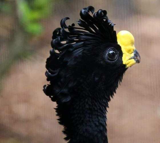 أبو قرن ذو الخوذة.. وأغرب الطيور في العالم صورة رقم 14