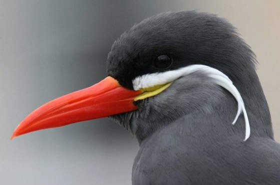 أبو قرن ذو الخوذة.. وأغرب الطيور في العالم صورة رقم 15