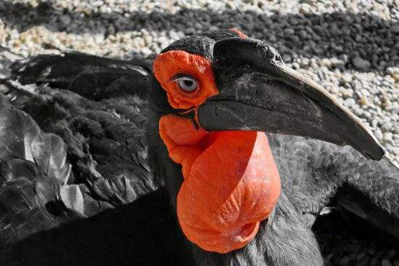 أبو قرن ذو الخوذة.. وأغرب الطيور في العالم صورة رقم 2