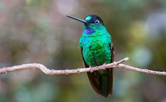 أبو قرن ذو الخوذة.. وأغرب الطيور في العالم صورة رقم 4