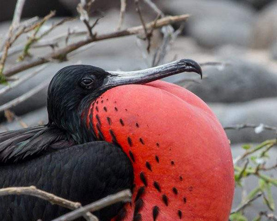 أبو قرن ذو الخوذة.. وأغرب الطيور في العالم صورة رقم 5