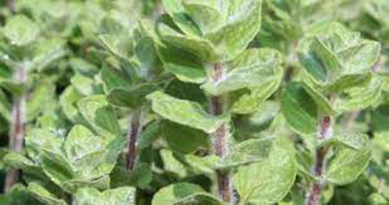 اليوم العالمي للزعتر: يعالج  امراض السرطان، الجهاز التنفسي والهضمي ويقوي الذاكرة والذكورة ! صورة رقم 3