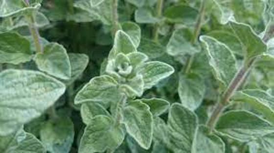 اليوم العالمي للزعتر: يعالج  امراض السرطان، الجهاز التنفسي والهضمي ويقوي الذاكرة والذكورة ! صورة رقم 6