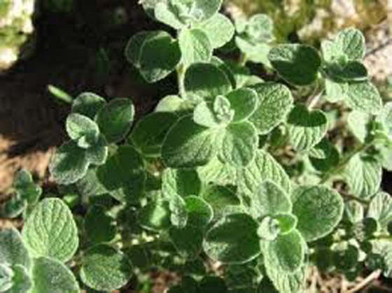 اليوم العالمي للزعتر: يعالج  امراض السرطان، الجهاز التنفسي والهضمي ويقوي الذاكرة والذكورة ! صورة رقم 8