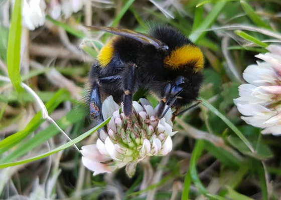 فقر ومجاعات وتتدهور الأوضاع الاقتصادية.. ماذا يحدث إذا انقرض النحل؟ صورة رقم 6