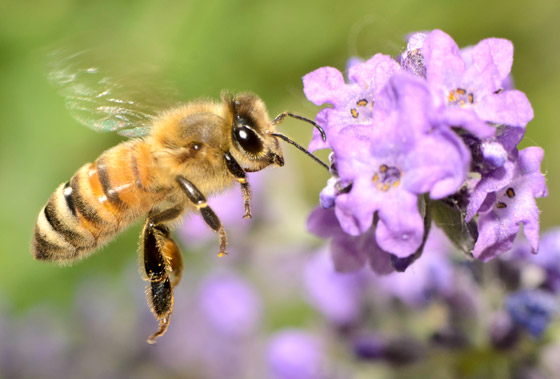فقر ومجاعات وتتدهور الأوضاع الاقتصادية.. ماذا يحدث إذا انقرض النحل؟ صورة رقم 14