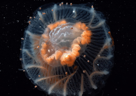 الكشف عن مخلوقات غريبة من عالم آخر تخالف الأدبيات العلمية! فيديو صور صورة رقم 3