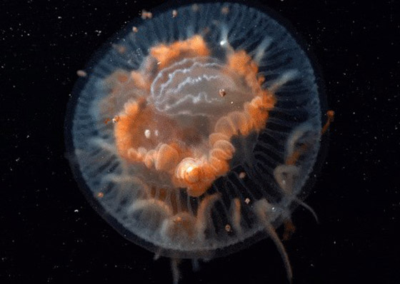 الكشف عن مخلوقات غريبة من عالم آخر تخالف الأدبيات العلمية! فيديو صور صورة رقم 5