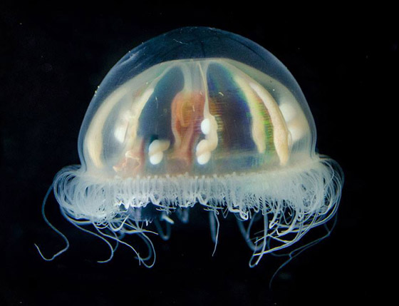 الكشف عن مخلوقات غريبة من عالم آخر تخالف الأدبيات العلمية! فيديو صور صورة رقم 1