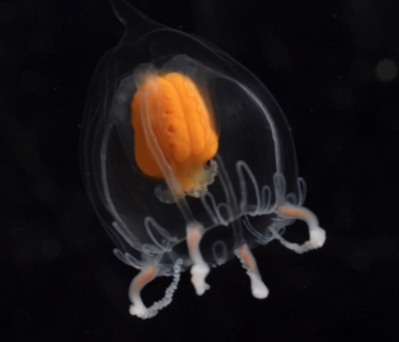 الكشف عن مخلوقات غريبة من عالم آخر تخالف الأدبيات العلمية! فيديو صور صورة رقم 2