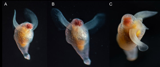 الكشف عن مخلوقات غريبة من عالم آخر تخالف الأدبيات العلمية! فيديو صور صورة رقم 4