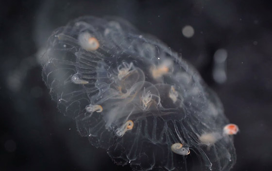 الكشف عن مخلوقات غريبة من عالم آخر تخالف الأدبيات العلمية! فيديو صور صورة رقم 6