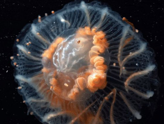 الكشف عن مخلوقات غريبة من عالم آخر تخالف الأدبيات العلمية! فيديو صور صورة رقم 7