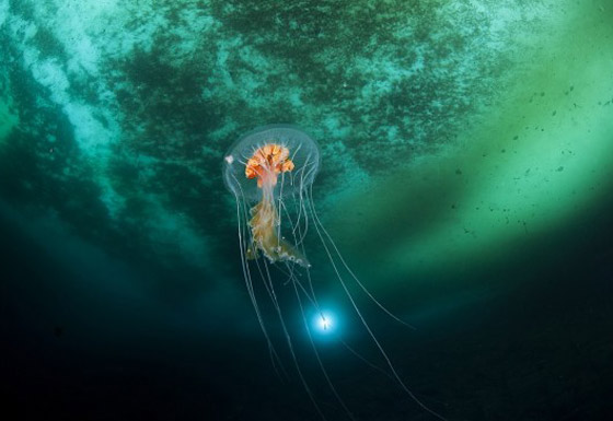 الكشف عن مخلوقات غريبة من عالم آخر تخالف الأدبيات العلمية! فيديو صور صورة رقم 8