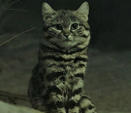 أخطر قط في العالم.. 