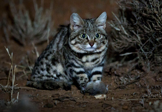 أخطر قط في العالم.. 