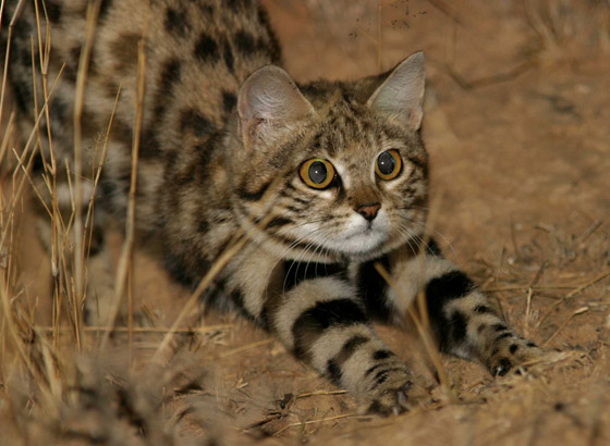 أخطر قط في العالم.. 