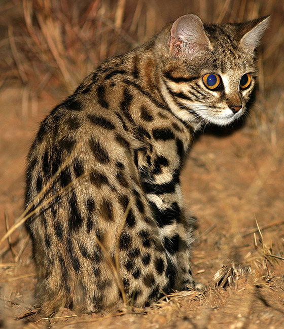 أخطر قط في العالم.. 