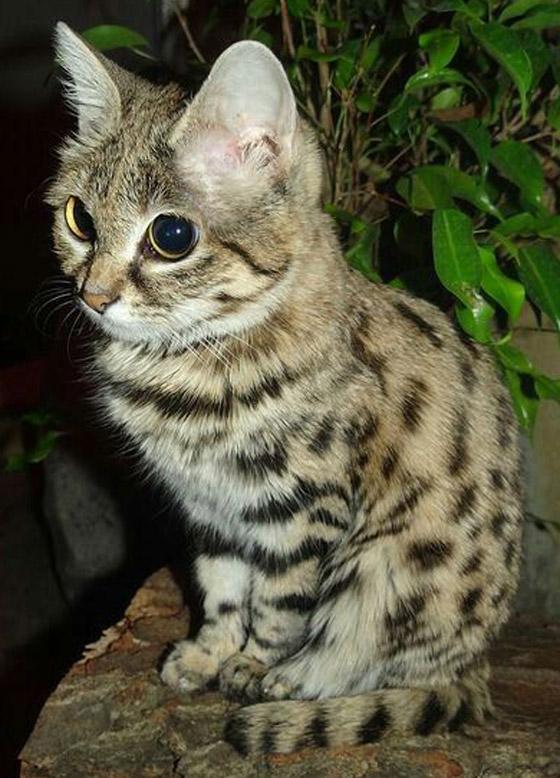 أخطر قط في العالم.. 