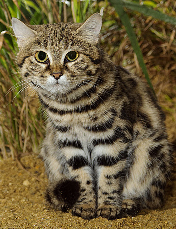 أخطر قط في العالم.. 