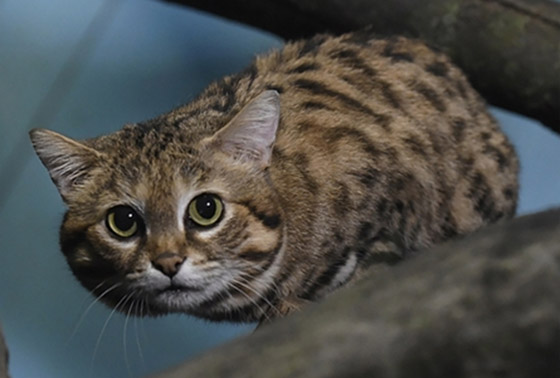 أخطر قط في العالم.. 