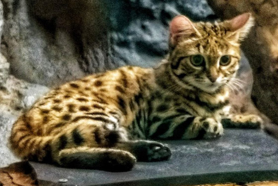 أخطر قط في العالم.. 