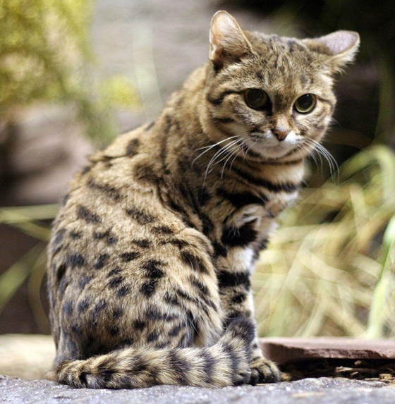 أخطر قط في العالم.. 