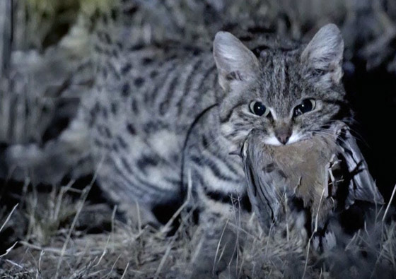 أخطر قط في العالم.. 