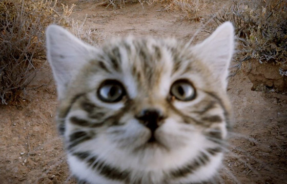 أخطر قط في العالم.. 