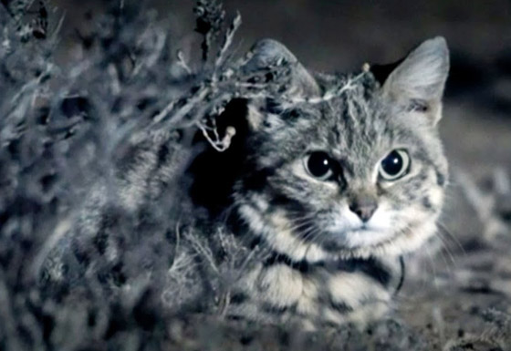 أخطر قط في العالم.. 