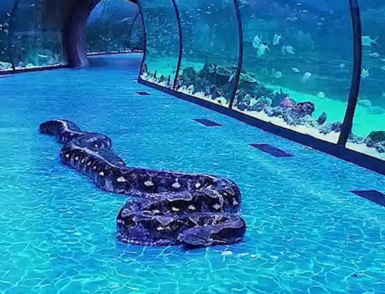 12 شخصا شاركوا بحملها لقياس طولها.. أكبر أفعى تصل إلى أبوظبي صورة رقم 3