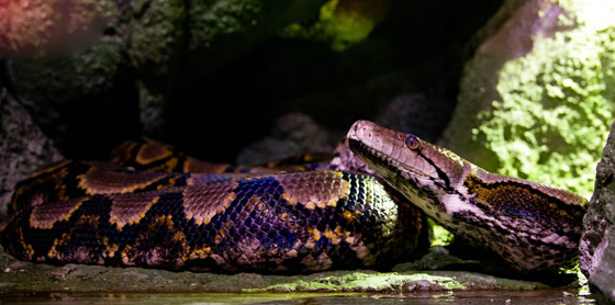 12 شخصا شاركوا بحملها لقياس طولها.. أكبر أفعى تصل إلى أبوظبي صورة رقم 4