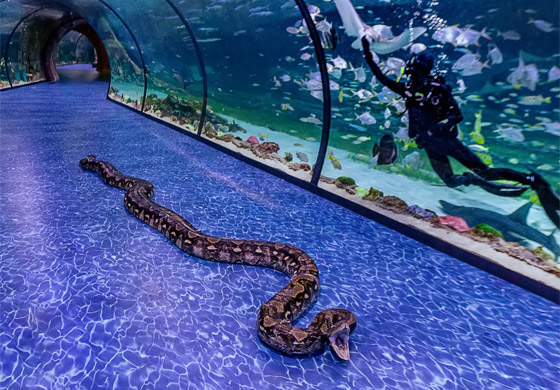 12 شخصا شاركوا بحملها لقياس طولها.. أكبر أفعى تصل إلى أبوظبي صورة رقم 1