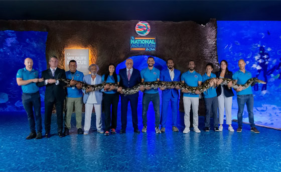 12 شخصا شاركوا بحملها لقياس طولها.. أكبر أفعى تصل إلى أبوظبي صورة رقم 2