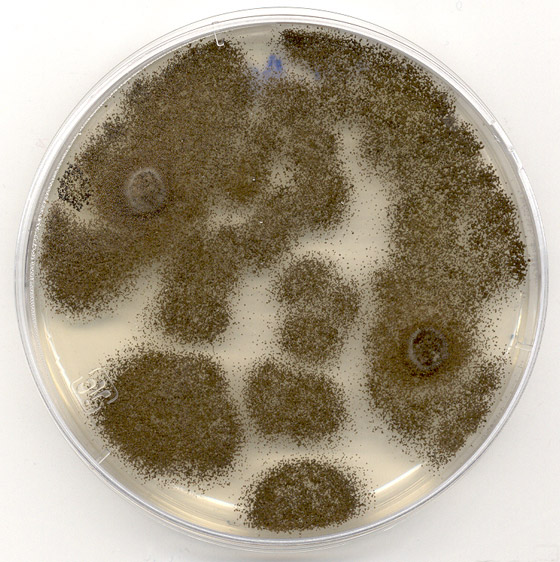 إليكم 5 حلول مبتكرة غير تقليدية للتخلص من أزمة النفايات البلاستيكية صورة رقم 1