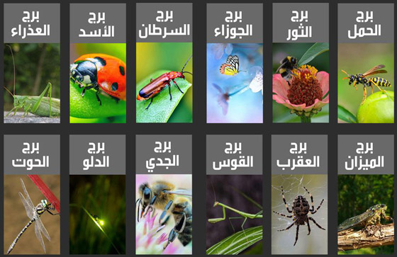 تعرفوا إلى أسرار الشخصية التي تكشفها الحشرة المناسبة لكل برج صورة رقم 13 تعرفوا إلى أسرار الشخصية التي تكشفها الحشرة المناسبة لكل برج صورة رقم 13