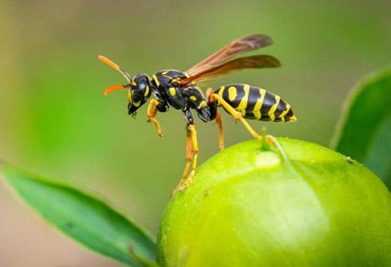 تعرفوا إلى أسرار الشخصية التي تكشفها الحشرة المناسبة لكل برج صورة رقم 1 تعرفوا إلى أسرار الشخصية التي تكشفها الحشرة المناسبة لكل برج صورة رقم 1