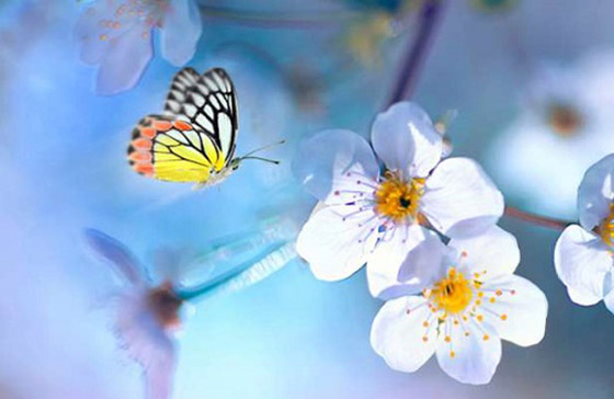 تعرفوا إلى أسرار الشخصية التي تكشفها الحشرة المناسبة لكل برج صورة رقم 3 تعرفوا إلى أسرار الشخصية التي تكشفها الحشرة المناسبة لكل برج صورة رقم 3