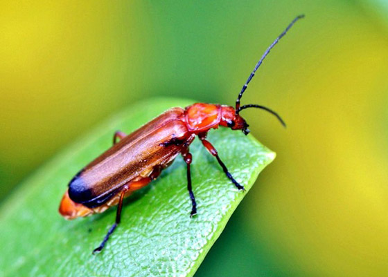 تعرفوا إلى أسرار الشخصية التي تكشفها الحشرة المناسبة لكل برج صورة رقم 4 تعرفوا إلى أسرار الشخصية التي تكشفها الحشرة المناسبة لكل برج صورة رقم 4