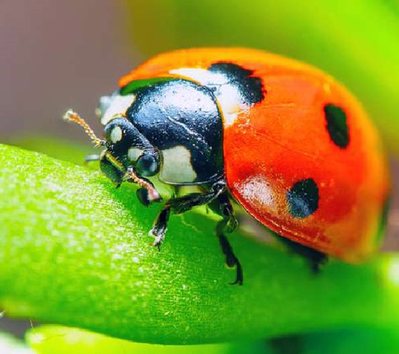تعرفوا إلى أسرار الشخصية التي تكشفها الحشرة المناسبة لكل برج صورة رقم 5 تعرفوا إلى أسرار الشخصية التي تكشفها الحشرة المناسبة لكل برج صورة رقم 5