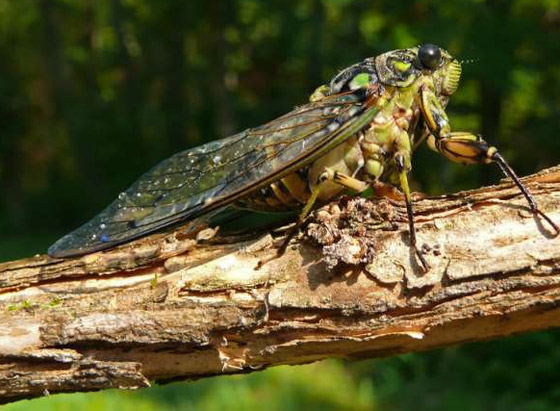 تعرفوا إلى أسرار الشخصية التي تكشفها الحشرة المناسبة لكل برج صورة رقم 7 تعرفوا إلى أسرار الشخصية التي تكشفها الحشرة المناسبة لكل برج صورة رقم 7