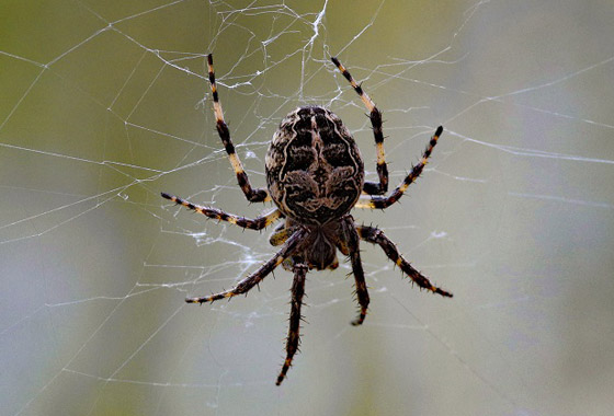 تعرفوا إلى أسرار الشخصية التي تكشفها الحشرة المناسبة لكل برج صورة رقم 8 تعرفوا إلى أسرار الشخصية التي تكشفها الحشرة المناسبة لكل برج صورة رقم 8
